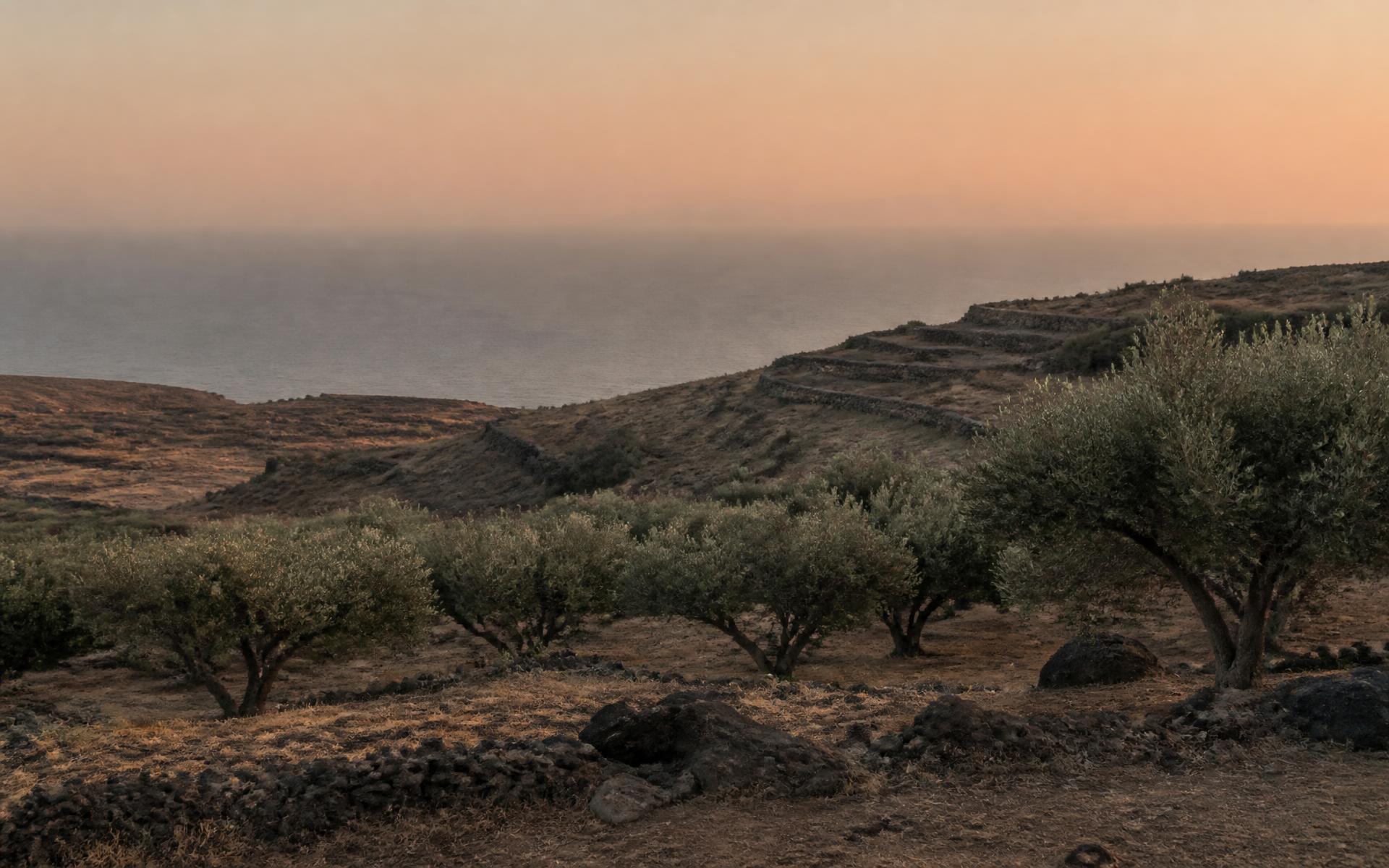 Olive slopes above the Argolic Gulf at dusk
